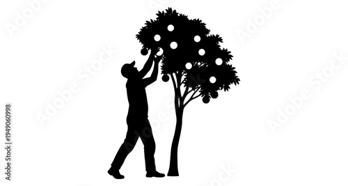 Silhouette of a man reaching for apples in a fully blossomed tree