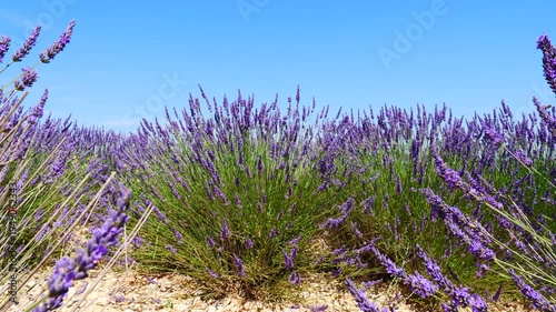Dolly shot of lavender flowers on field and blue sky. Provence landscape in France.
