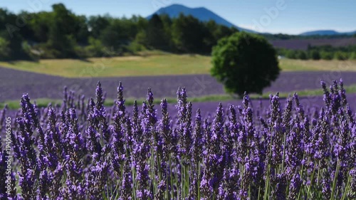Provence Landscape With Lavender Fields,  France
