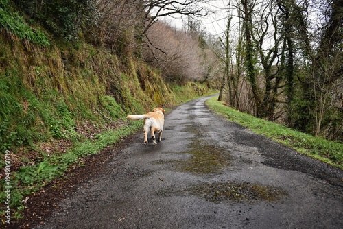 Perro labrador corriendo en la carretera