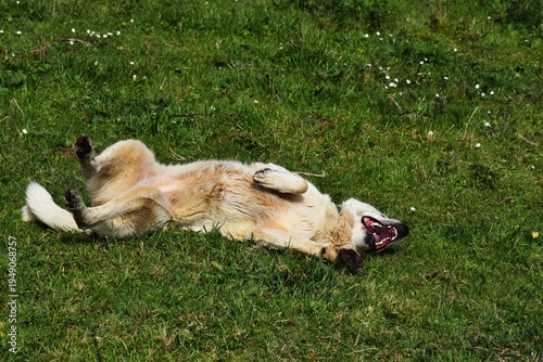 Un perro mastín revolcándose 