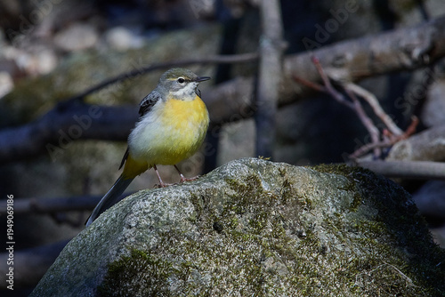 Gebirgsstelze im Frühjahr an der Spree in der Oberlausitz	