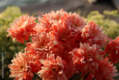 Soft pink chrysanthemum flowers booming in warm sunlight