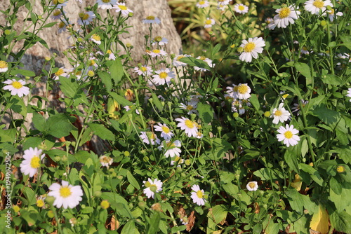 Garden daisy flower in natural sunligh