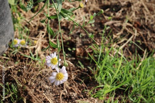 Garden daisy flower in natural sunligh