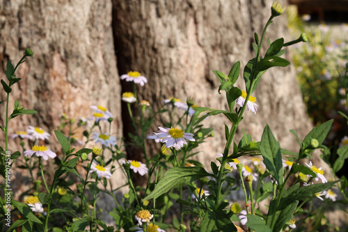 Garden daisy flower in natural sunligh