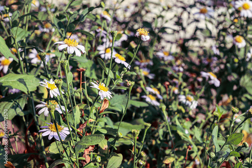 Garden daisy flower in natural sunligh