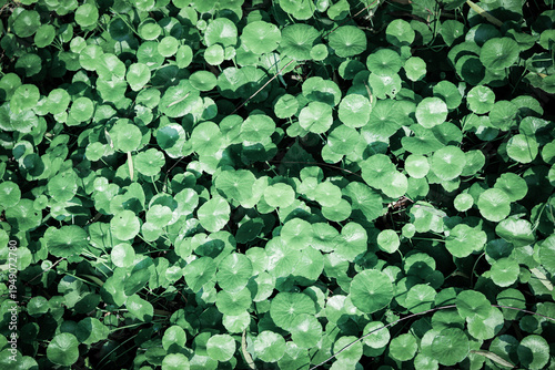 Beautiful of green tropical leaves plant background