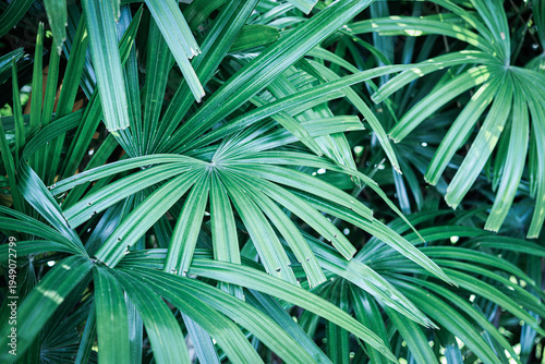 Beautiful of green tropical leaves plant background
