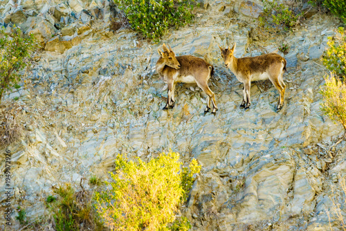 Wild mountain goat on rock in Spain