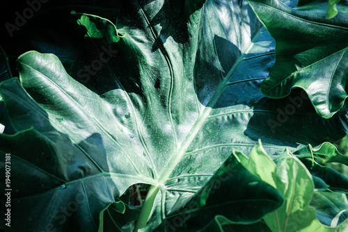 Beautiful of green tropical leaves plant background