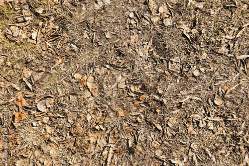 Obraz na plátně Dry leaves and grass covering forest ground