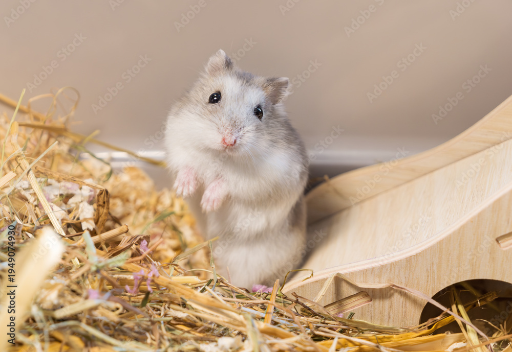 фотографія Adorable winter white dwarf hamster standing on its hind legs in a curious pose, exploring its natural habitat cage with hay and a wooden bridge, pet care and animal behavior topics