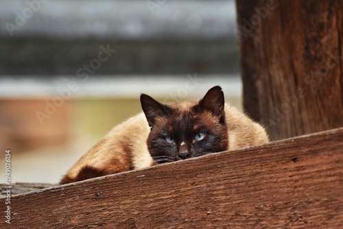 Фотография Un gato siamés muy bonito