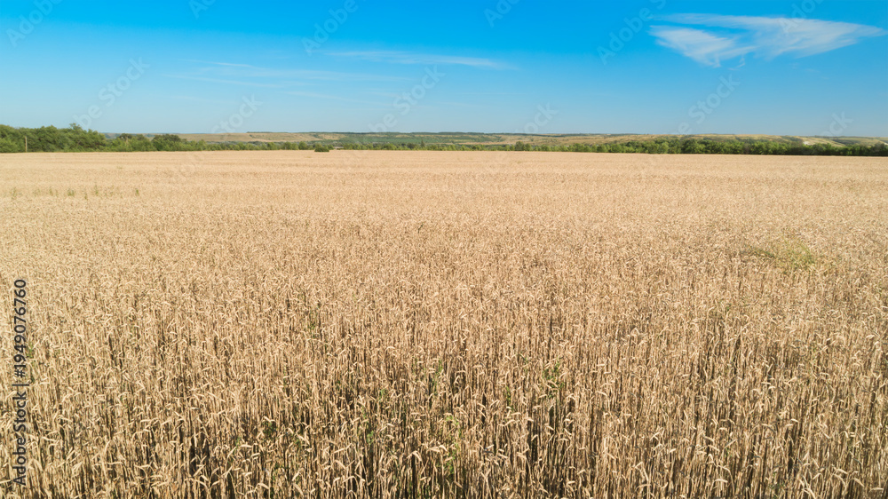 Fototapeta premium Golden wheat stretches to the horizon under bright blue sky. Fields glow in warm, sunlit tones, gently swaying in breeze. Distant treeline frames the calm, open landscape