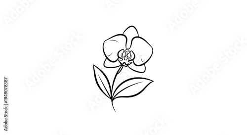 Black outline drawing of an elegant orchid flower