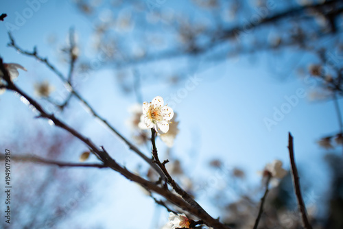 白い梅と空