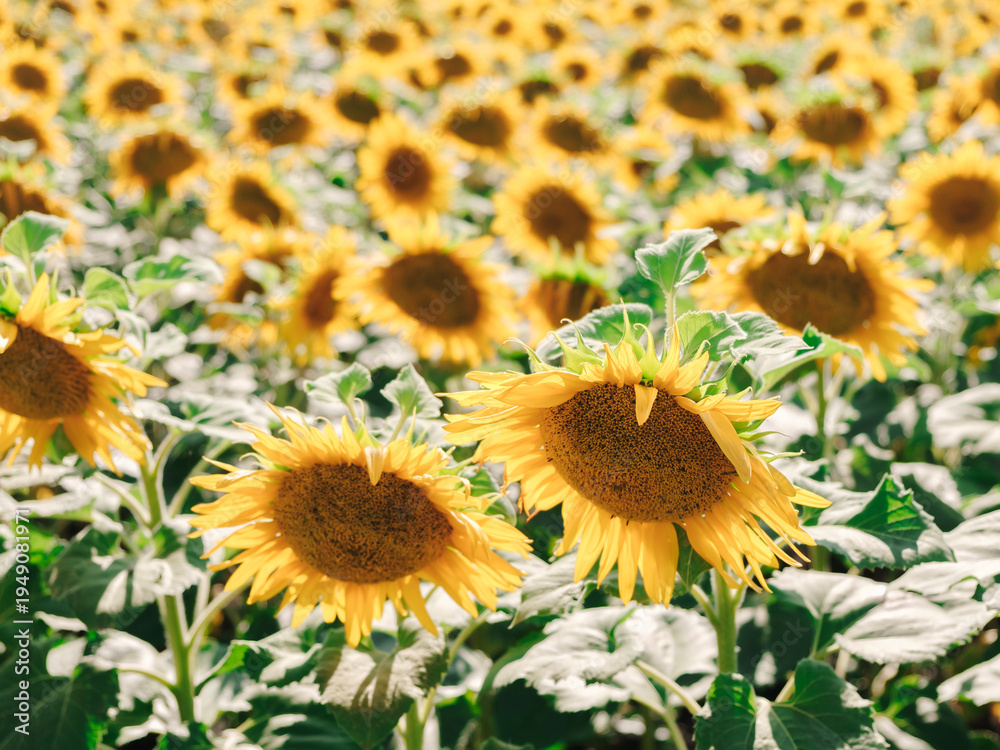 Fototapeta premium Golden sunflowers bloom in endless rows. Bright petals frame dark, textured centers. Leaves glow softly under warm sunlight. Field stretches wide, inviting calm and joy. Perfect for tranquil