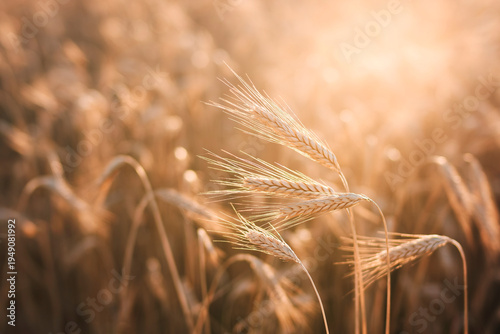 Golden wheat stalks sway gently in soft sunlight. Warm glow highlights delicate grain spikes and wispy hairs. Background blurs into golden haze, softening field's depth