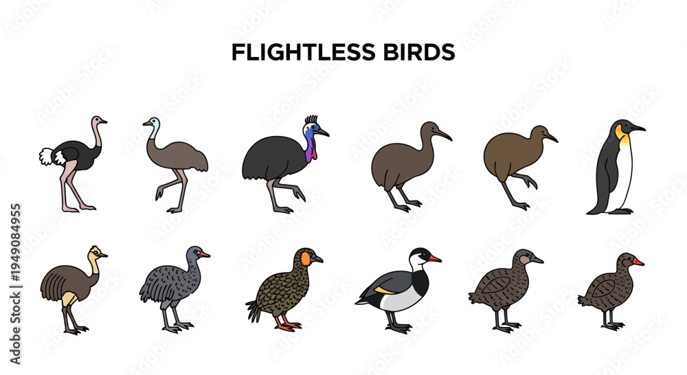 Obraz premium Illustration displaying twelve different species of flightless birds