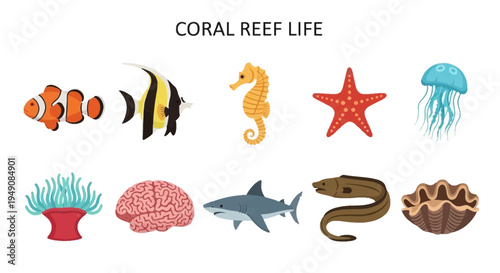Illustration of ten different marine creatures and objects under the title CORAL REEF LIFE