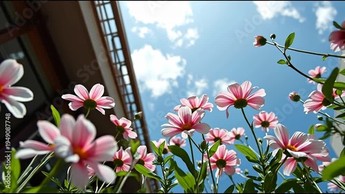 Pink flowers bloom under blue sky with sunlight