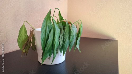 Foto Wilting Spathiphyllum in white pot, thirsty indoor peace lily plant
