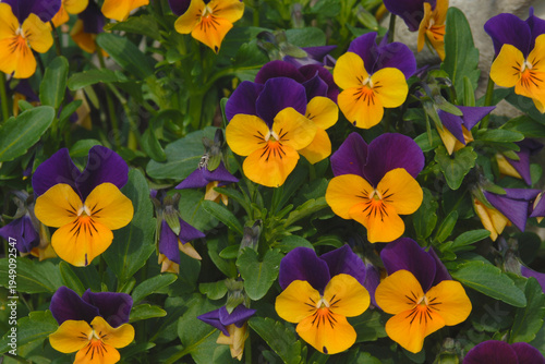 Hornveilchen-Hybride,  Viola cornuta 'Jackanapes