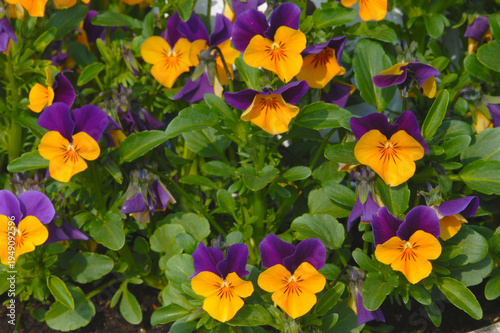 Hornveilchen-Hybride,  Viola cornuta 'Jackanapes