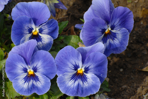 Garten-Stiefmütterchen,  Viola-Wittrociana-Hybriden
