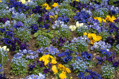 Garten-Stiefmütterchen,  Viola-Wittrociana-Hybriden