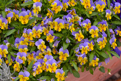 Hornveilchen-Hybride,  Viola cornuta 'Jackanapes