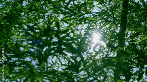 風に揺れる竹の葉