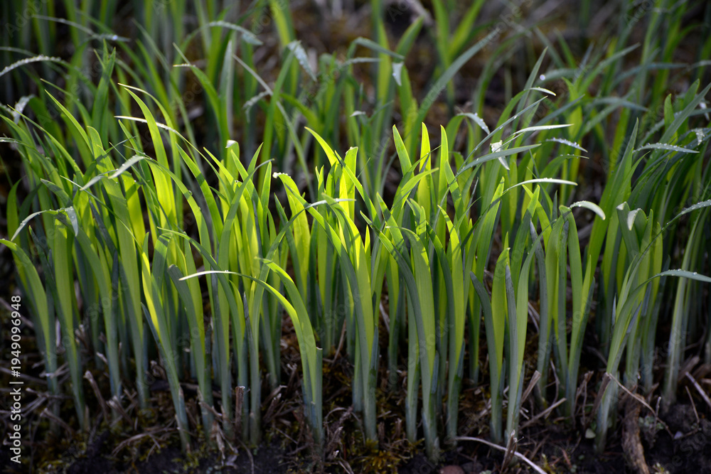 Fototapeta premium Iris, Schwertlilie, Gras-Schwertlilie, Pflaumenduft-Schwertlilie, Iris graminea