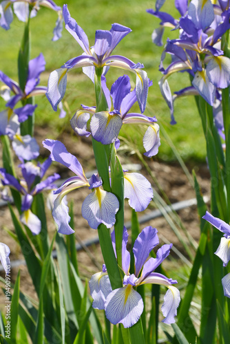 Foto Iris, Steppen-Iris, Iris spuria, Neophyte