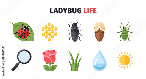 Illustration showing ladybug life stages associated items and environmental factors