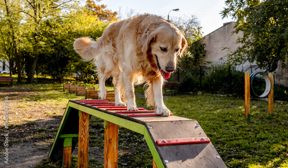 custom made wallpaper toronto digitalGolden Retriever Dog Running