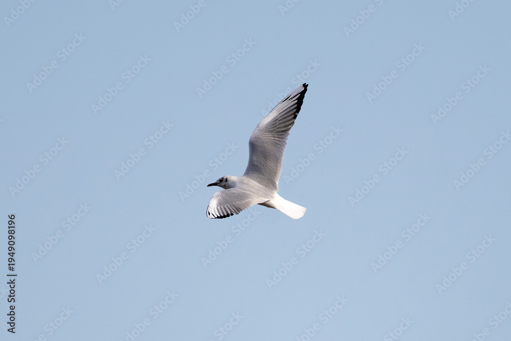 custom made wallpaper toronto digitalLake Gull Is Soaring