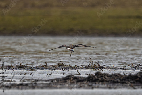 Wallpaper Mural Lapwing Is Flying Over The Marsh Torontodigital.ca