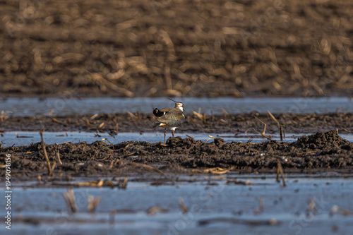 Wallpaper Mural Lapwing Sitting On The Marsh Torontodigital.ca