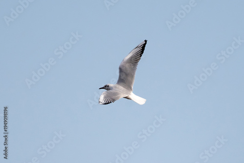 Wallpaper Mural Lake Gull Is Soaring Torontodigital.ca