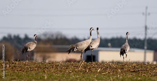 Wallpaper Mural Gray Cranes In The Field Torontodigital.ca