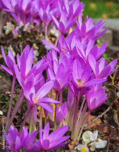 Blooming of spring flowers of pale purple crocuses