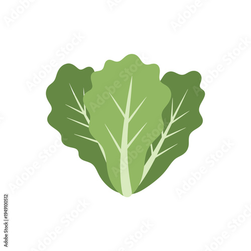 Fresh Green Lettuce Leaves Isolated on White vector illustration