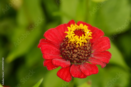 Zinnie,  Zinnia elegans Jacq., Syn.: Zinnia violacea Cav.