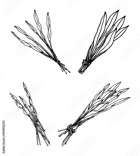Sage sticks set with abstract line art bundle of dried sticks on white background featuring sage, dried, smudge stick with black ink and minimalist illustration