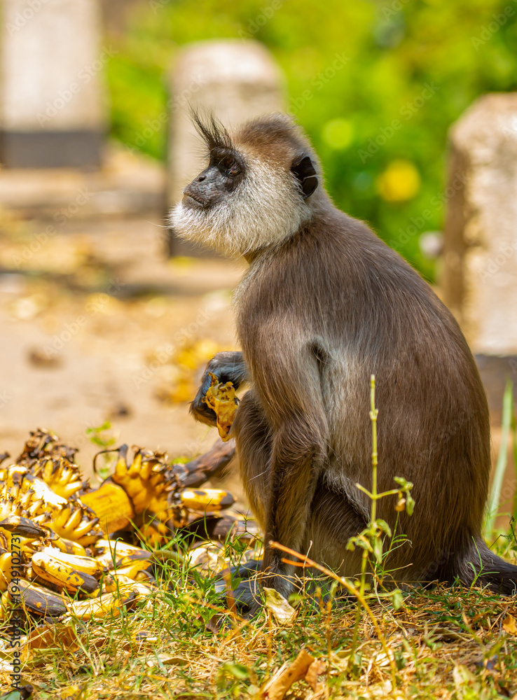 Obraz premium A gray langur Hanuman sits on the ground and eats bananas. Monkeys in the wild jungles of Sri Lanka. A wildlife scene featuring wild animals.
