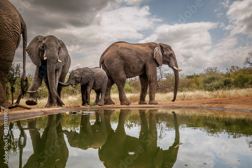 African bush elephant family along waterhole with reflection in Greater Kruger National park, South Africa ; Specie Loxodonta africana family of Elephantidae