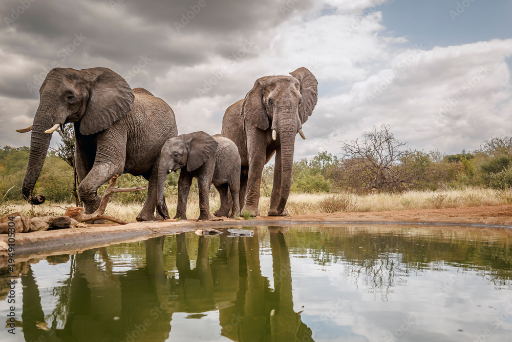 Fototapeta premium African bush elephant family along waterhole with reflection in Greater Kruger National park, South Africa ; Specie Loxodonta africana family of Elephantidae