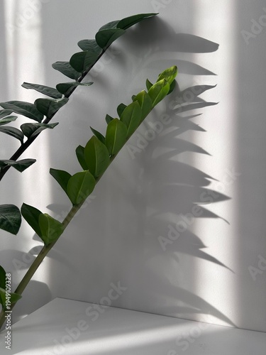 background gray wall shade from the sun and plant